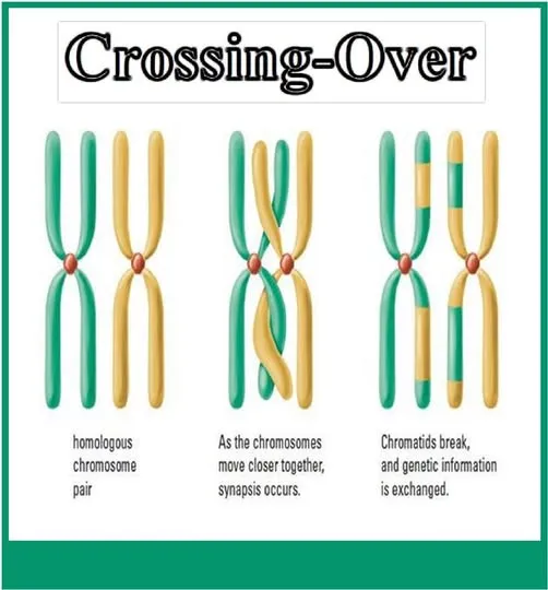 Crossing over